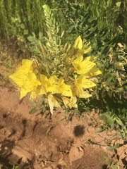 Oenothera rhombipetala