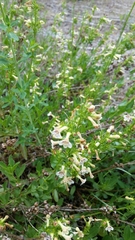 Penstemon deustus