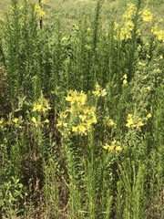 Oenothera rhombipetala
