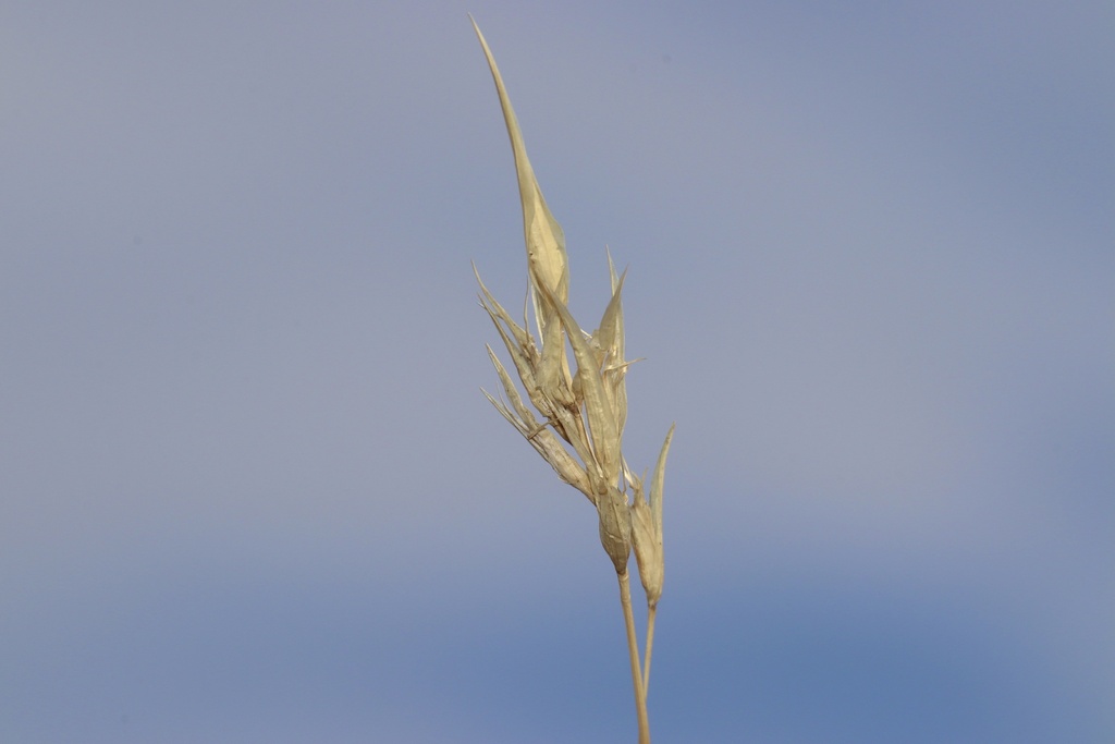 Vasey's Oatgrass from Glen McPherson No. 46, SK, CA on September 14 ...