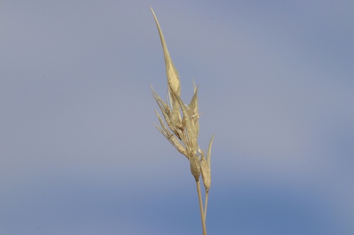 Image of Danthonia intermedia by (c) Dustin Snider, some rights reserved (CC BY)