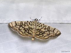 Haritalodes derogata