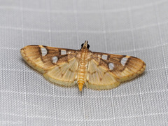 Cotachena histricalis