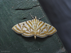Notarcha tigrina