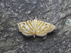 Notarcha tigrina