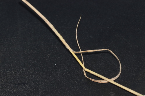 Image of Danthonia intermedia by (c) Dustin Snider, some rights reserved (CC BY)