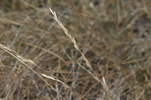 Image of Festuca hallii by (c) Dustin Snider, some rights reserved (CC BY)