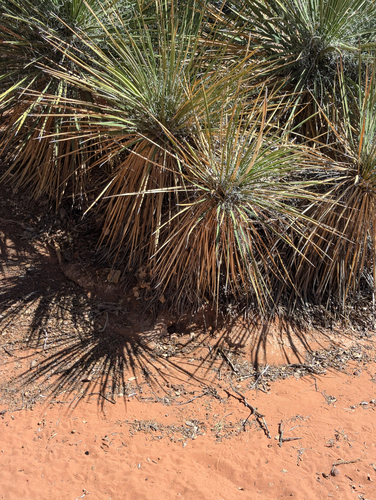 Yucca utahensis