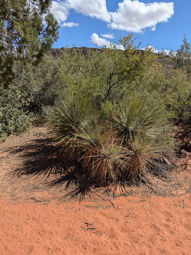 Yucca utahensis