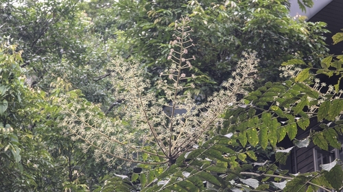 Aralia decaisneana (Aralia decaisneana)