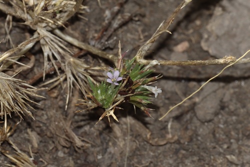 Image of Navarretia saximontana by (c) Dustin Snider, some rights reserved (CC BY)