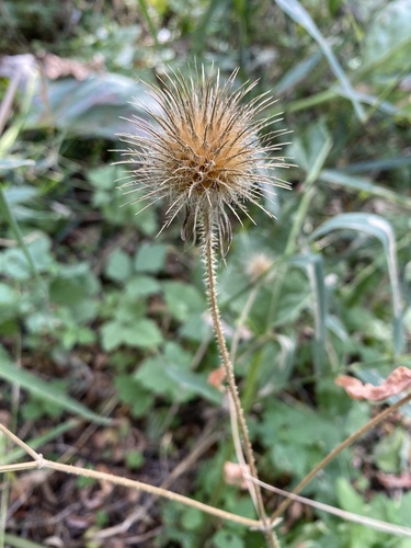 Dipsacus strigosus (Dipsacus strigosus)