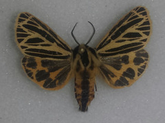 Apantesis virguncula