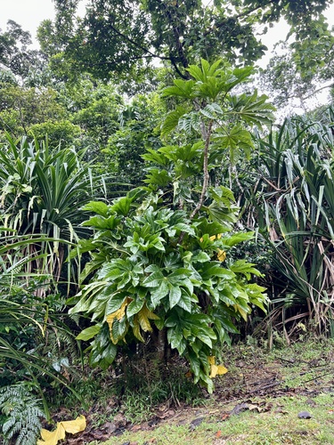 Osmoxylon mariannense observed 2024-09-18