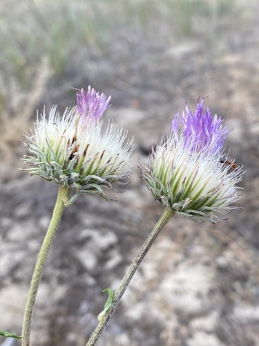Image of Jurinea cyanoides by (c) Stanislav Murashkin, some rights reserved (CC BY)
