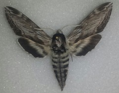 Sphinx gordius