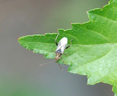 Stictopleurus minutus