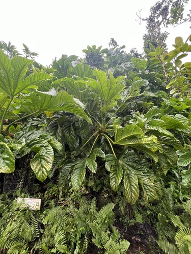Osmoxylon mariannense observed 2024-09-18