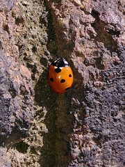 Coccinella septempunctata