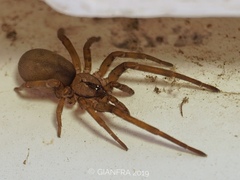 Filistata insidiatrix