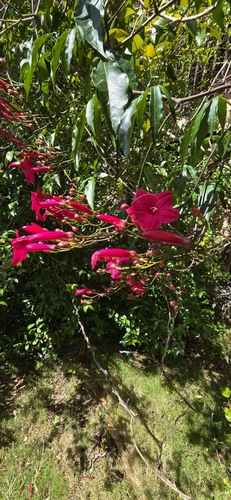 Ipomoea horsfalliae observed 2024-09-17