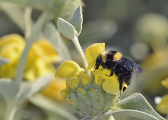 Bombus argillaceus