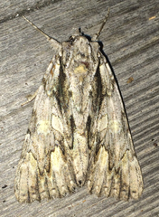 Catocala coccinata