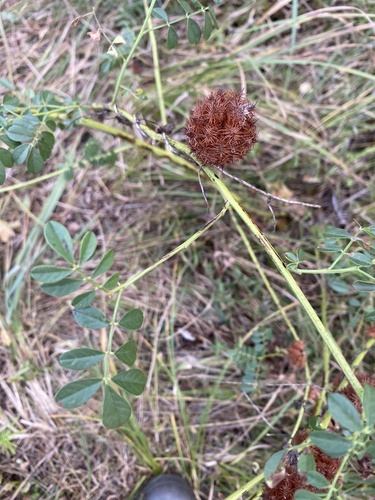 Image of Glycyrrhiza echinata by (c) Stanislav Murashkin, some rights reserved (CC BY)
