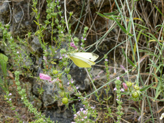 Pieris ergane