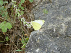 Pieris ergane