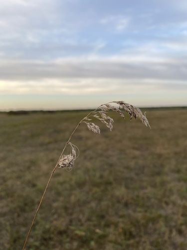 Image of Poa angustifolia by (c) Stanislav Murashkin, some rights reserved (CC BY)