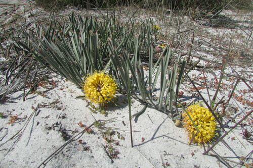 Image of Leucospermum hypophyllocarpodendron by (c) James Deacon, some rights reserved (CC BY-SA)