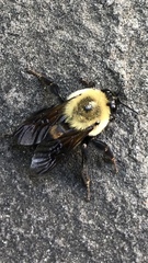 Bombus griseocollis