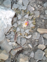 Ariocarpus retusus retusus