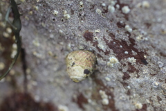 Steromphala umbilicalis