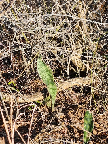 Dracaena hyacinthoides