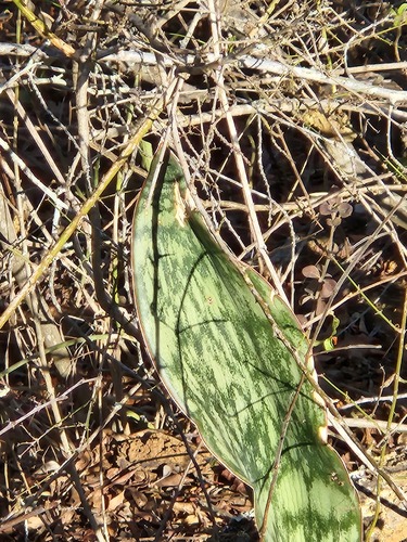 Dracaena hyacinthoides