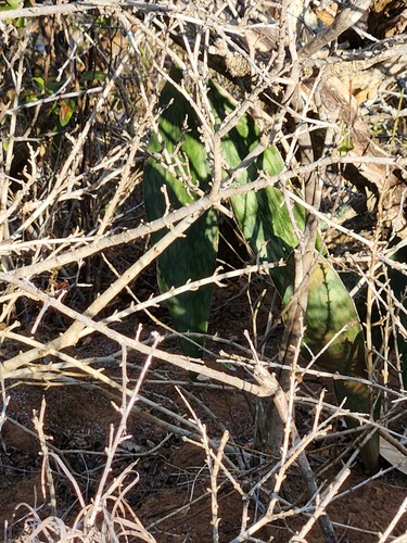 Dracaena hyacinthoides