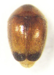Sericoderus apicalis