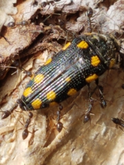 Acmaeodera xanthosticta