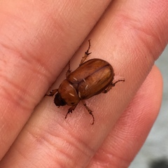 Cyclocephala pasadenae