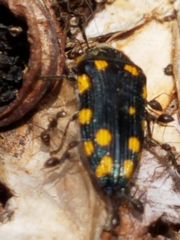 Acmaeodera xanthosticta