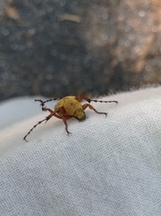 Macrodactylus subspinosus