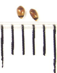 Sericoderus apicalis