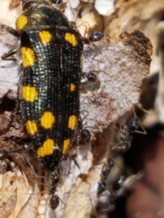 Acmaeodera xanthosticta