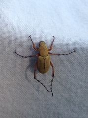 Macrodactylus subspinosus