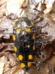 Acmaeodera xanthosticta