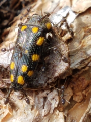 Acmaeodera xanthosticta