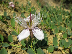 Capparis spinosa herbacea