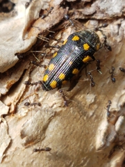 Acmaeodera xanthosticta